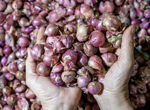 BPS Mencatat Kenaikan Harga Bawang Merah Sebesar 41,11%