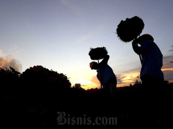 Harga Sawit Riau Pekan Ini Turun ke Level Rp3.269,95 per Kilogram