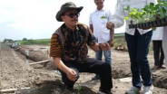 PTPN 1 Regional 1 Siapkan 20 Hektare Lahan, Hidupkan Kembali Tembakau Deli