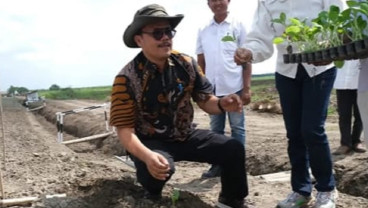 PTPN 1 Regional 1 Siapkan 20 Hektare Lahan, Hidupkan Kembali Tembakau Deli