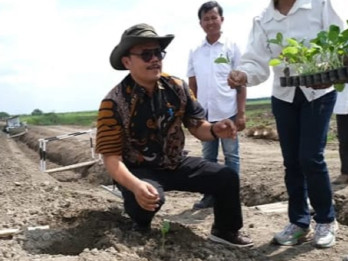 PTPN 1 Regional 1 Siapkan 20 Hektare Lahan, Hidupkan Kembali Tembakau Deli