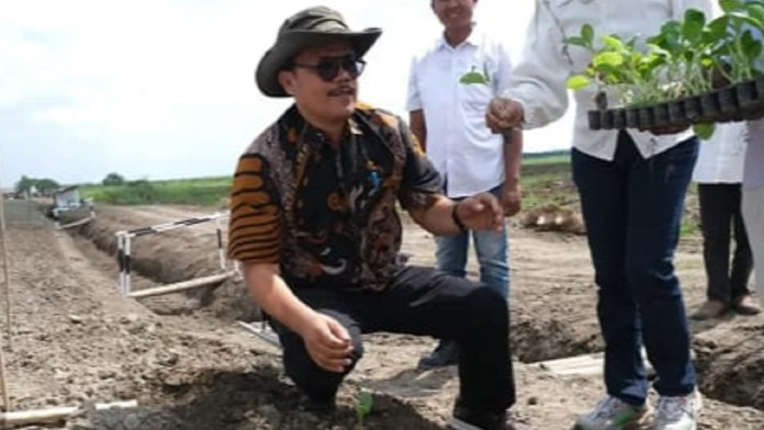 PTPN 1 Regional 1 Siapkan 20 Hektare Lahan, Hidupkan Kembali Tembakau Deli
