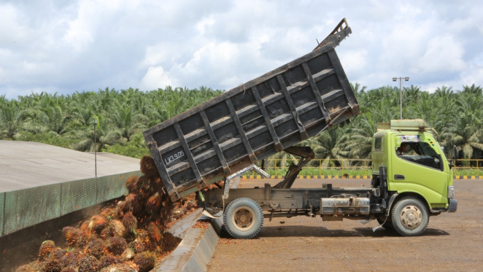 Petani Sawit Menjerit: Harga Buah Fluktuatif, Penertiban Lahan Tidak Transparan