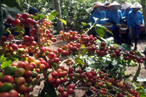 Peningkatan Produktivitas Petani Kopi di Jawa Timur