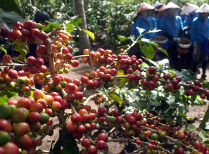 Peningkatan Produktivitas Petani Kopi di Jawa Timur
