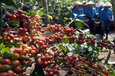 Peningkatan Produktivitas Petani Kopi di Jawa Timur