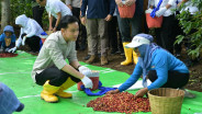Dukung Kebangkitan Kopi, PTPN I Dorong Ekspansi di Lereng Ijen