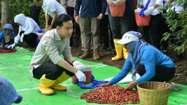 Dukung Kebangkitan Kopi, PTPN I Dorong Ekspansi di Lereng Ijen