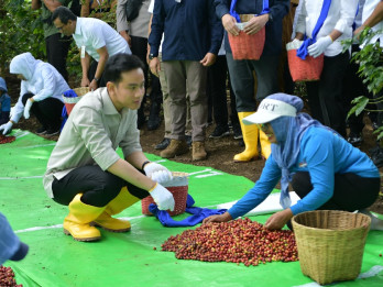 Dukung Kebangkitan Kopi, PTPN I Dorong Ekspansi di Lereng Ijen