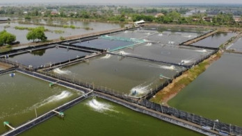 KKP Bakal Libatkan Agrinas Jaladri di Proyek Revitalisasi 20.000 Ha Tambak di Jabar
