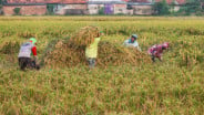 Harga Gabah Ciayumajakuning Tertinggi di Jabar