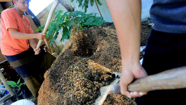 Proses Pembuatan Pupuk Organik di Aceh