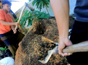 Proses Pembuatan Pupuk Organik di Aceh