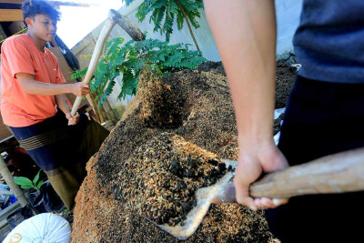 Proses Pembuatan Pupuk Organik di Aceh