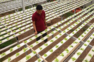 Pemerintah Inisiasi Program Pekarangan Pangan Bergizi Untuk Meningkatkan Gizi Masyarakat