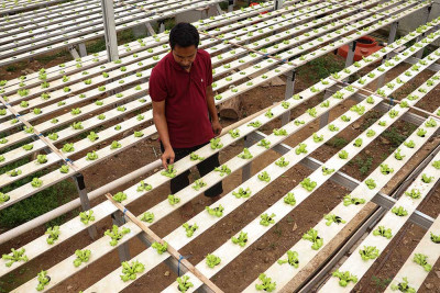 Pemerintah Inisiasi Program Pekarangan Pangan Bergizi Untuk Meningkatkan Gizi Masyarakat