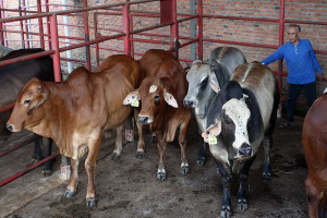 Pemerintah Tidak Lagi Berlakukan Batasan Kuota Impor Sapi Hidup
