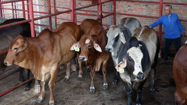 Pemerintah Tidak Lagi Berlakukan Batasan Kuota Impor Sapi Hidup