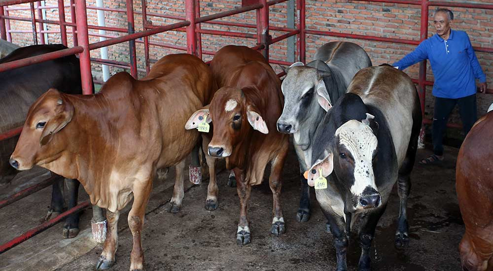Pemerintah Tidak Lagi Berlakukan Batasan Kuota Impor Sapi Hidup