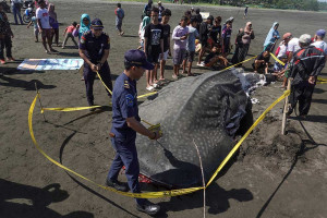 Hiu Tutul Sepanjang Tujuh Meter Mati Terdampar di Cilacap