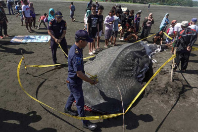 Hiu Tutul Sepanjang Tujuh Meter Mati Terdampar di Cilacap
