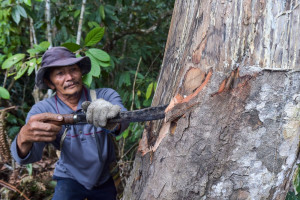 Pemanfaatan Hasil Hutan Adat