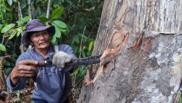 Pemanfaatan Hasil Hutan Adat