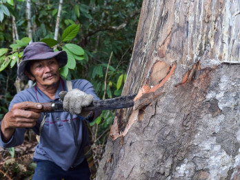 Pemanfaatan Hasil Hutan Adat