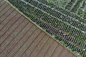Wisata Ladang Bunga Hortensia