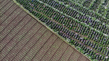 Wisata Ladang Bunga Hortensia