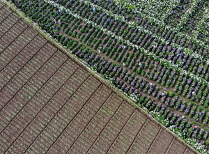 Wisata Ladang Bunga Hortensia