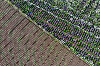 Wisata Ladang Bunga Hortensia