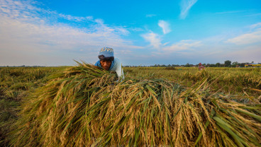 Pedagang Beras Disebut Makin Tertekan, HET Stagnan Harga Gabah Naik