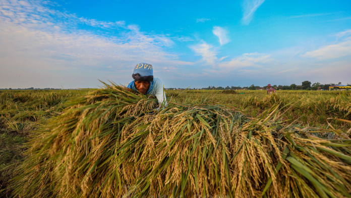Pedagang Beras Disebut Makin Tertekan, HET Stagnan Harga Gabah Naik