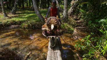 Pekerja Formal di Sumbar Turun, Banyak Jadi Petani
