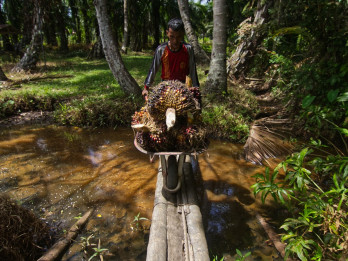 Pekerja Formal di Sumbar Turun, Banyak Jadi Petani