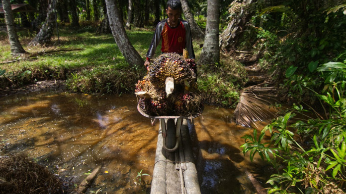 Pekerja Formal di Sumbar Turun, Banyak Jadi Petani
