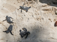 7 Destinasi Wisata di Karimunjawa, Cocok Untuk Liburan Sekolah