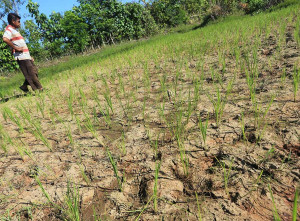 Puluhan Hektar Sawah di Aceh Alami Kekeringan