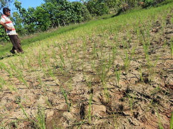 Puluhan Hektar Sawah di Aceh Alami Kekeringan