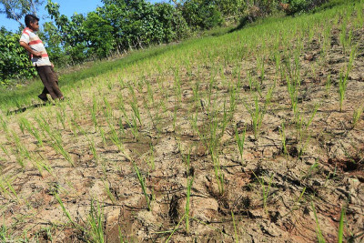 Puluhan Hektar Sawah di Aceh Alami Kekeringan