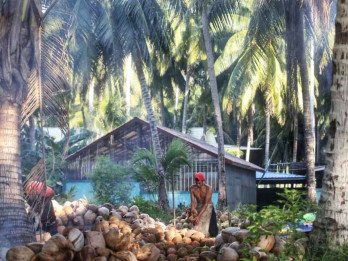 Ekspor Kelapa Kepri hingga Mei 2025 Catatkan Peningkatan 28%
