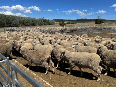 Industri Peternakan Australia Tak Lagi Targetkan Netral Karbon 2030