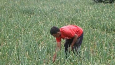 Nilai Tukar Petani Sulsel pada Juni 2025 Turun 0,58%
