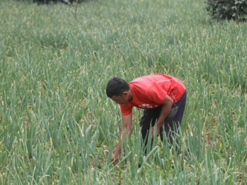 Nilai Tukar Petani Sulsel pada Juni 2025 Turun 0,58%