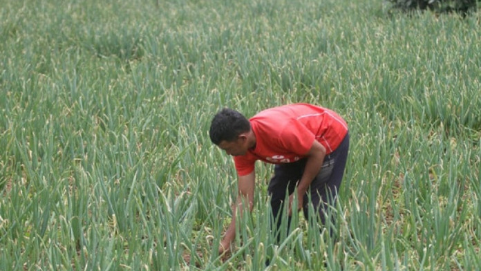 Nilai Tukar Petani Sulsel pada Juni 2025 Turun 0,58%