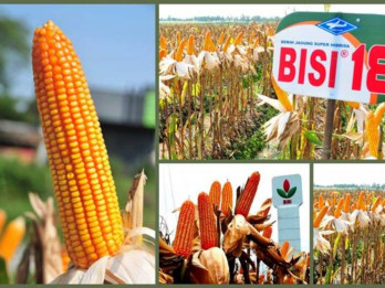 BISI International Gandeng Chia Tai Seed Thailand Dirikan Perusahaan Patungan