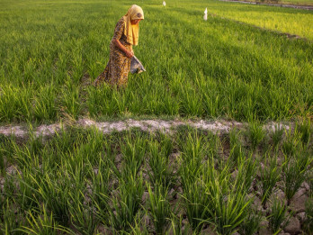 Dua Subsektor Merah, Nilai Tukar Petani di Sumsel Terkoreksi 2,10%