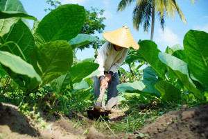 Panen Tembakau di Jawa Timur Diprediksi Mundur Akibat Anomali Cuaca