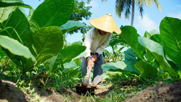 Panen Tembakau di Jawa Timur Diprediksi Mundur Akibat Anomali Cuaca